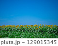 青空と一面に広がるひまわり畑 129015345