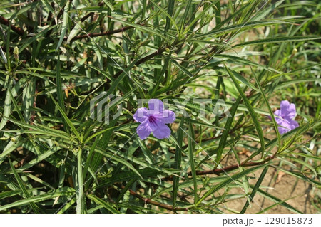 富士見公園を歩いた 富士見公園を歩いた 129015873