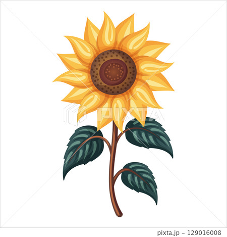 Sunflower with green leaf vector flower in detailed cartoon style. Bright yellow petal and round center in nature design. Great for garden card or book illustration. Perfect for harvest art and logo. 129016008