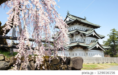 Cerasus itosakura or called it weeping cherry tree in Hirosaki park	 129016156