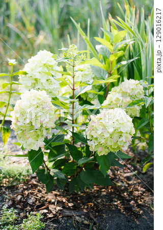 Hydrangea paniculata Bonfire blooming in garden 129016217