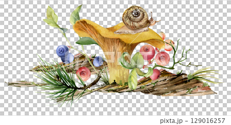 Golden chanterelle girolle mushroom with snail, blackberry cranberry twigs, pine needles, bark moss lichen growth. Fungus nature illustration hand drawn in watercolor. Autumn forest woodland harvest Golden chanterelle girolle mushroom with snail, blackberry cranberry twigs, pine needles, bark moss lichen growth. Fungus nature illustration hand drawn in watercolor. Autumn forest woodland harvest 129016257