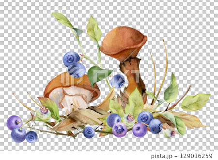 Suillus larch bolete slippery jack mushroom, blueberry blackberry berries. Fungi on top of fallen autumn leaves with twigs needles. Hand drawn watercolor Illustration. Autumn forest natural habitat. Suillus larch bolete slippery jack mushroom, blueberry blackberry berries. Fungi on top of fallen autumn leaves with twigs needles. Hand drawn watercolor Illustration. Autumn forest natural habitat. 129016259