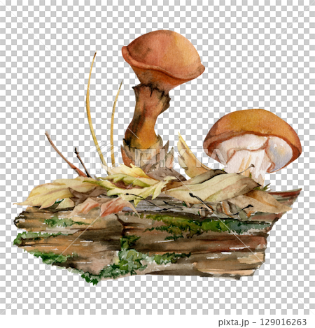 Suillus larch bolete slippery jack mushroom fungus, on bark with moss lichen growth, fallen autumn leaves twigs needles. Hand drawn watercolor Illustration. Autumn forest floor habitat natural scene Suillus larch bolete slippery jack mushroom fungus, on bark with moss lichen growth, fallen autumn leaves twigs needles. Hand drawn watercolor Illustration. Autumn forest floor habitat natural scene 129016263