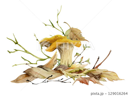 Golden chanterelle girolle mushroom fungus on top of fallen autumn leaves pile with twigs, branches. Fungi nature illustration hand drawn in watercolor. Forest woodland floor habitat ecosystem scene. 129016264