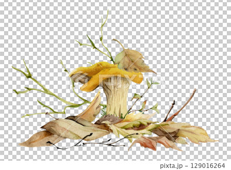 Golden chanterelle girolle mushroom fungus on top of fallen autumn leaves pile with twigs, branches. Fungi nature illustration hand drawn in watercolor. Forest woodland floor habitat ecosystem scene. Golden chanterelle girolle mushroom fungus on top of fallen autumn leaves pile with twigs, branches. Fungi nature illustration hand drawn in watercolor. Forest woodland floor habitat ecosystem scene. 129016264