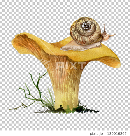 Golden chanterelle girolle mushroom with snail on top, twisting branch moss growth. Fungus nature illustration hand drawn in watercolor. Autumn forest harvest, vegan cooking edible raw ingredient. Golden chanterelle girolle mushroom with snail on top, twisting branch moss growth. Fungus nature illustration hand drawn in watercolor. Autumn forest harvest, vegan cooking edible raw ingredient. 129016265