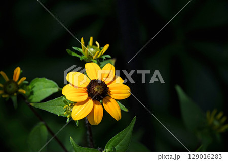 ルドベキア・タカオ 129016283