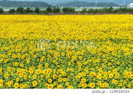 満開のひまわり　宮城県山元町のひまわり畑（2025やまもとひまわり祭り）　宮城県山元町 129016503