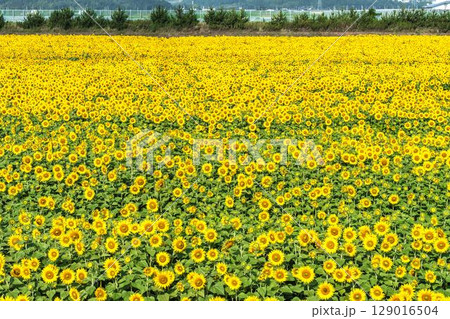 満開のひまわり　宮城県山元町のひまわり畑（2025やまもとひまわり祭り）　宮城県山元町 129016504