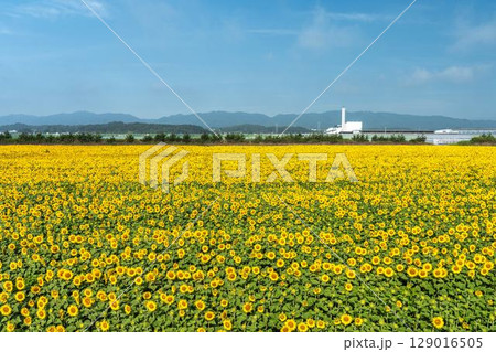 満開のひまわり　宮城県山元町のひまわり畑（2025やまもとひまわり祭り）　宮城県山元町 129016505