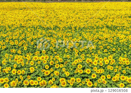 満開のひまわり　宮城県山元町のひまわり畑（2025やまもとひまわり祭り）　宮城県山元町 129016508