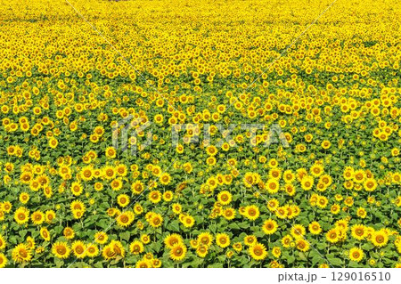 満開のひまわり　宮城県山元町のひまわり畑（2025やまもとひまわり祭り）　宮城県山元町 129016510