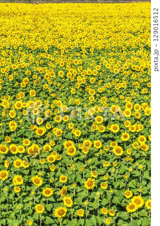 満開のひまわり　宮城県山元町のひまわり畑（2025やまもとひまわり祭り）　宮城県山元町 129016512