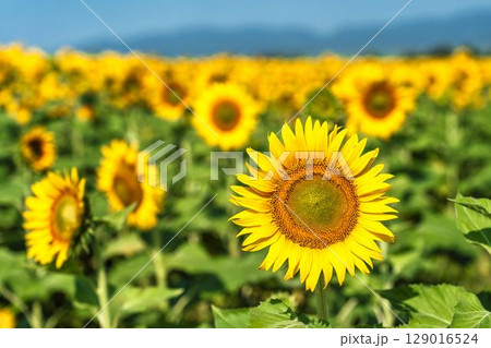 満開のひまわり 宮城県山元町のひまわり畑(2025やまもとひまわり祭り) 宮城県山元町 満開のひまわり 宮城県山元町のひまわり畑(2025やまもとひまわり祭り) 宮城県山元町 129016524