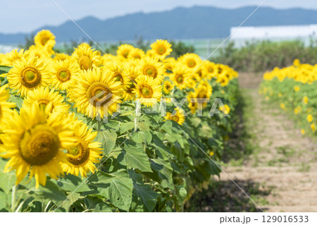 満開のひまわり　宮城県山元町のひまわり畑（2025やまもとひまわり祭り）　宮城県山元町 129016533