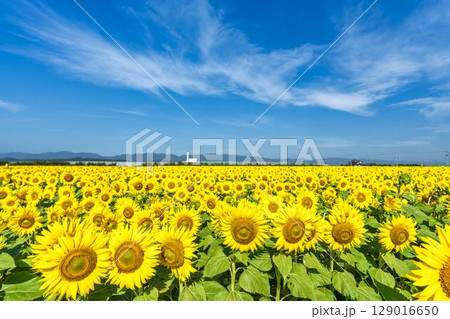 満開のひまわり　宮城県山元町のひまわり畑（2025やまもとひまわり祭り）　宮城県山元町 129016650