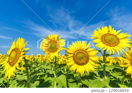 満開のひまわり　宮城県山元町のひまわり畑（2025やまもとひまわり祭り）　宮城県山元町 129016659