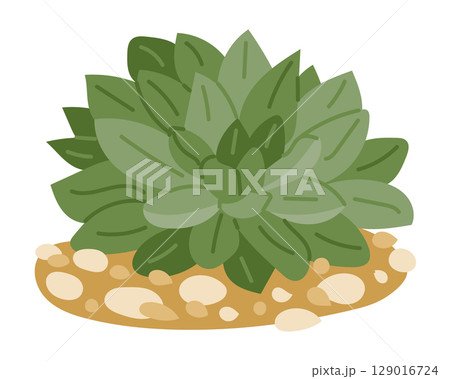 Green succulent plant with thick leaves growing on sandy soil with pebbles 129016724