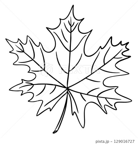 Outline of a maple leaf with detailed veins and pointed lobes 129016727