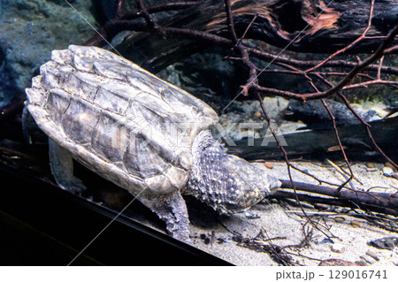 Alligator Snapping Turtle sitting on branch Alligator Snapping Turtle sitting on branch 129016741