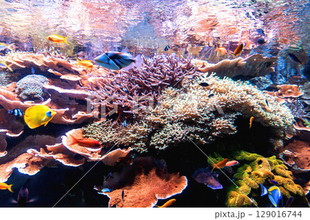 Underwater coral reef with colorful fish 129016744