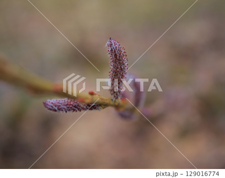 3月に芽吹いた「コリヤナギ(行李柳)」 3月に芽吹いた「コリヤナギ(行李柳)」 129016774