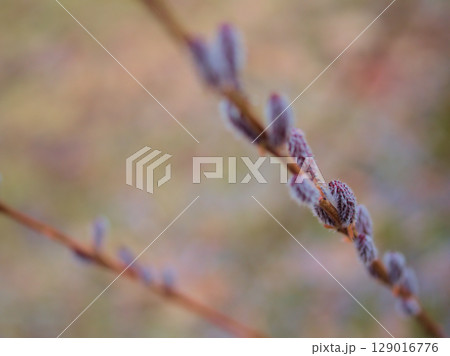 3月に芽吹いた「コリヤナギ（行李柳）」 129016776