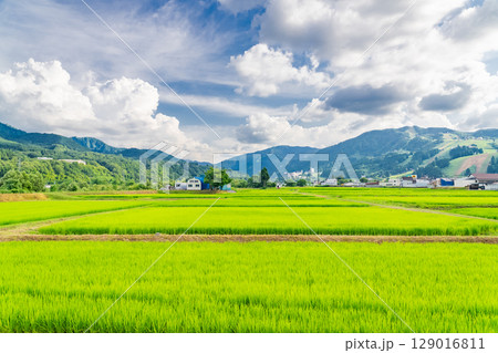 《新潟県》夏の田園風景・魚沼の大地 129016811