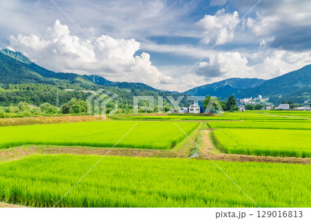 《新潟県》夏の田園風景・魚沼の大地 129016813
