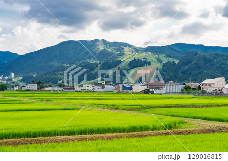《新潟県》夏の田園風景・魚沼の大地 129016815