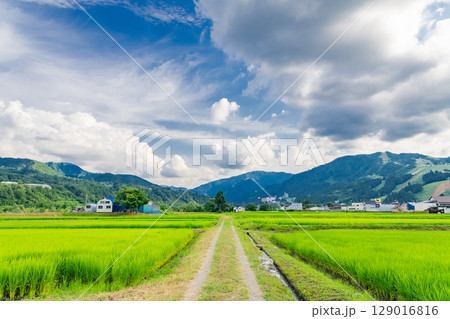 《新潟県》夏の田園風景・魚沼の大地 129016816