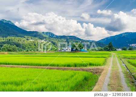 《新潟県》夏の田園風景・魚沼の大地 129016818