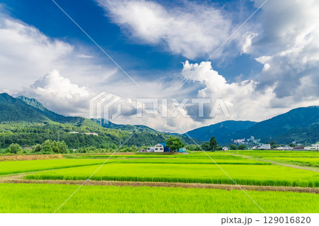 《新潟県》夏の田園風景・魚沼の大地 129016820