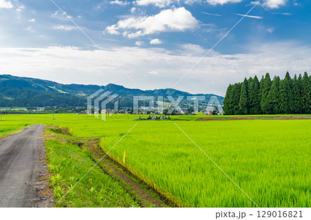 《新潟県》夏の田園風景・魚沼の大地 129016821