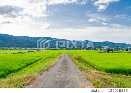 《新潟県》夏の田園風景・魚沼の大地 《新潟県》夏の田園風景・魚沼の大地 129016826