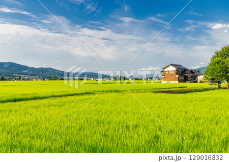 《新潟県》夏の田園風景・魚沼の大地 《新潟県》夏の田園風景・魚沼の大地 129016832