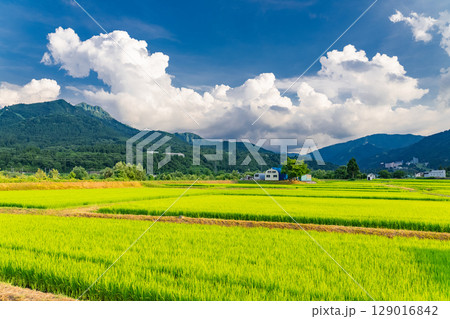 《新潟県》夏の田園風景・魚沼の大地 129016842