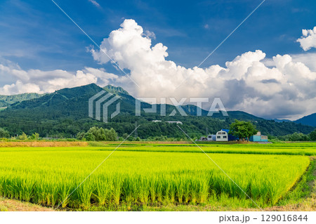 《新潟県》夏の田園風景・魚沼の大地 129016844