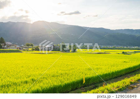 《新潟県》夏の田園風景・魚沼の大地 129016849