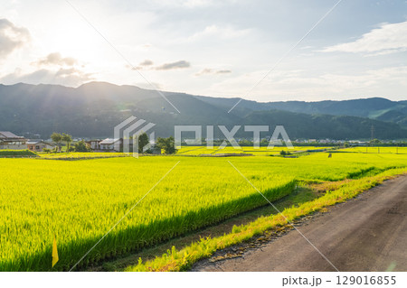 《新潟県》夏の田園風景・魚沼の大地 129016855