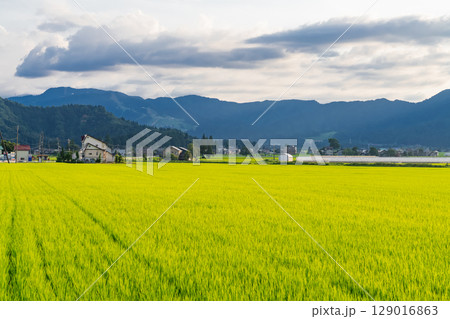 《新潟県》夏の田園風景・魚沼の大地 129016863