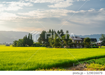 《新潟県》夏の田園風景・魚沼の大地 《新潟県》夏の田園風景・魚沼の大地 129016879