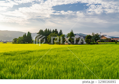 《新潟県》夏の田園風景・魚沼の大地 《新潟県》夏の田園風景・魚沼の大地 129016891