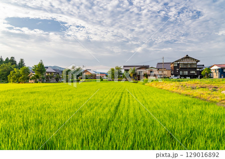 《新潟県》夏の田園風景・魚沼の大地 《新潟県》夏の田園風景・魚沼の大地 129016892