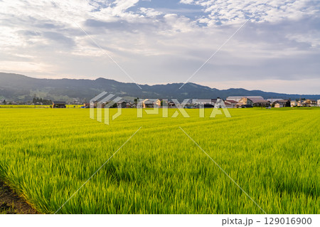 《新潟県》夏の田園風景・魚沼の大地 129016900