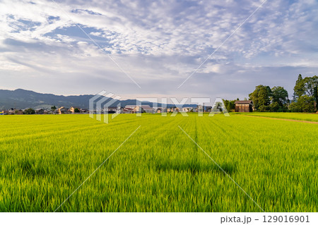 《新潟県》夏の田園風景・魚沼の大地 129016901