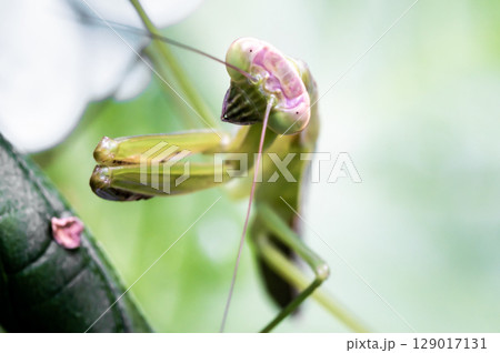 カメラを睨みつけるカマキリの幼虫 129017131