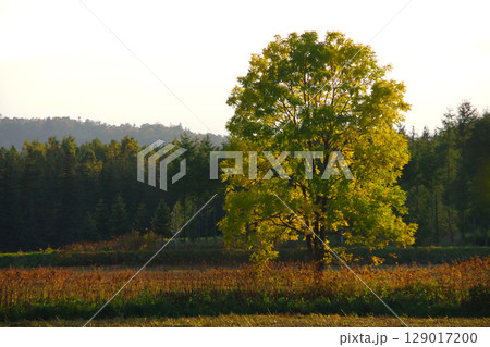 北海道幌加内町　国道275号線沿いの黄葉 129017200