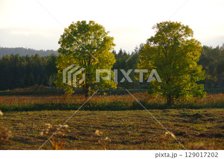 北海道幌加内町 国道275号線沿いの黄葉 北海道幌加内町 国道275号線沿いの黄葉 129017202